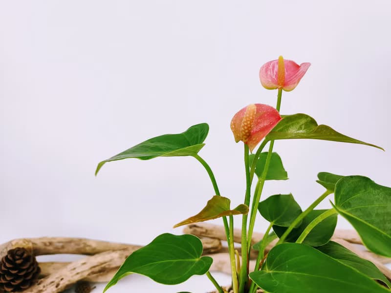 粉火鶴苔球│室內植物│窗邊植物│觀葉植物