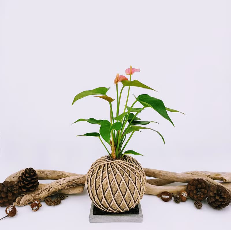 粉火鶴苔球│室內植物│窗邊植物│觀葉植物