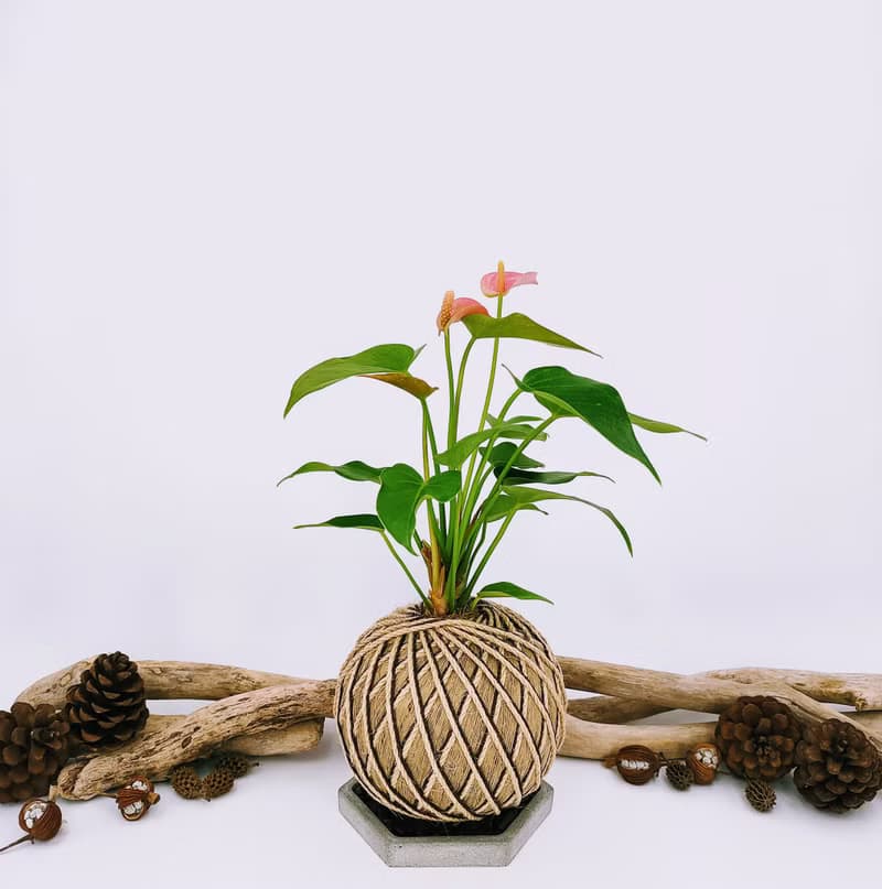 粉火鶴苔球│室內植物│窗邊植物│觀葉植物