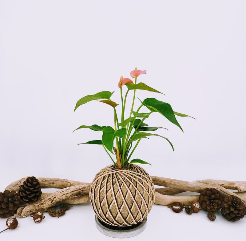 粉火鶴苔球│室內植物│窗邊植物│觀葉植物