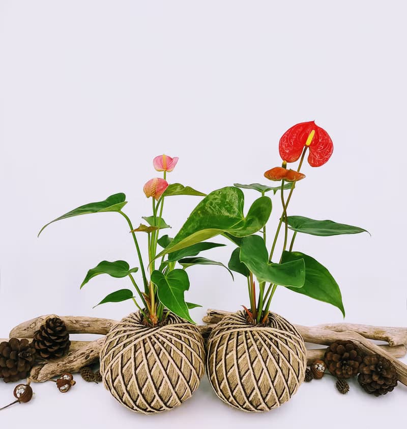 粉火鶴苔球│室內植物│窗邊植物│觀葉植物