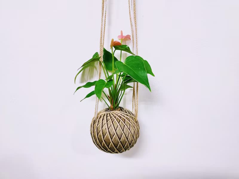 粉火鶴苔球│室內植物│窗邊植物│觀葉植物
