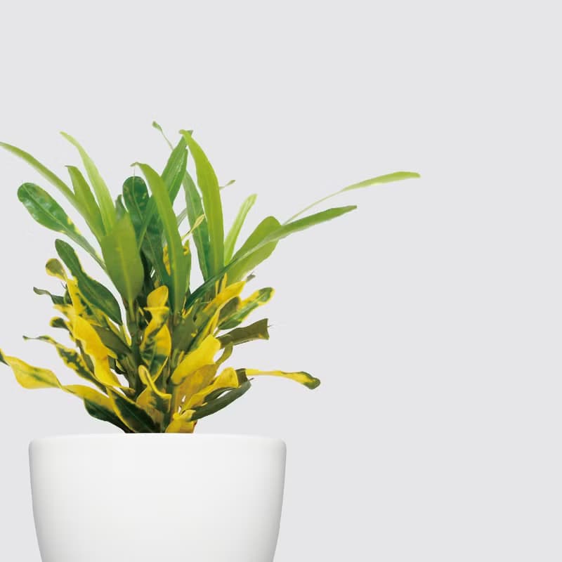 │ 犀力系列 │ 金鑽變葉木 - 水耕盆栽 自動補水 室內植物