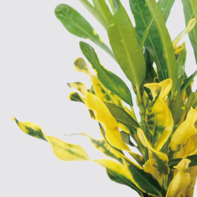 │ 犀力系列 │ 金鑽變葉木 - 水耕盆栽 自動補水 室內植物