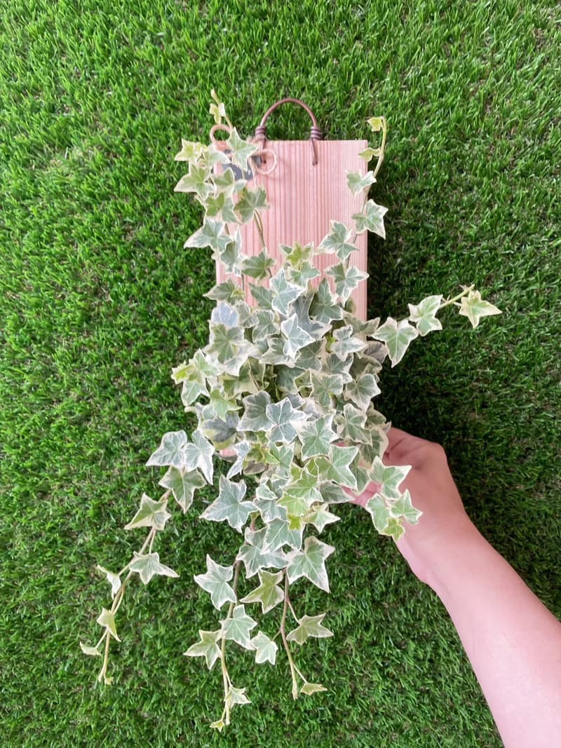 【植蕨所在】 常春藤  水苔植物上板 觀葉植物 上板植物 室內植物