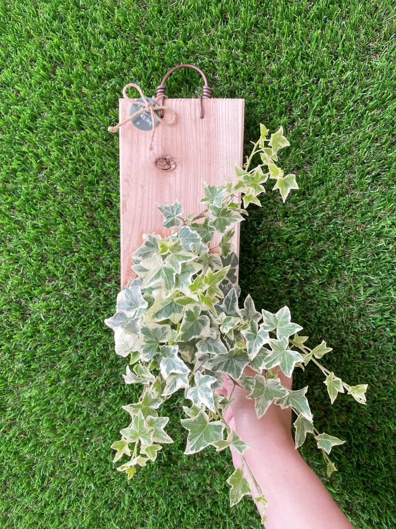 【植蕨所在】 常春藤  水苔植物上板 觀葉植物 上板植物 室內植物