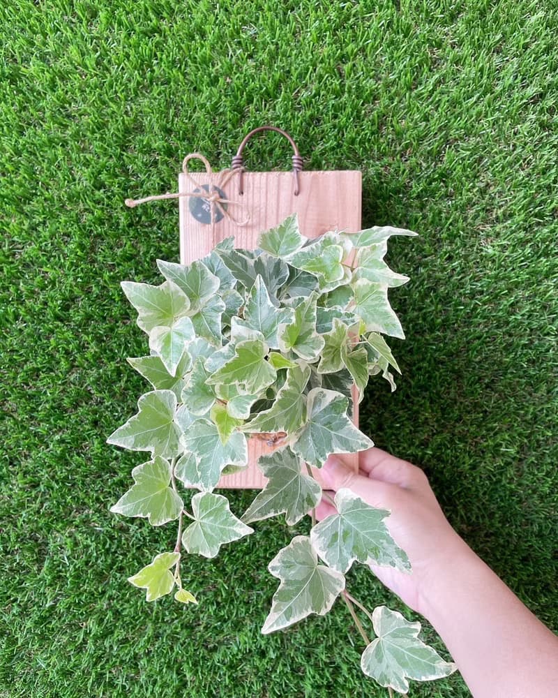 【植蕨所在】 常春藤  水苔植物上板 觀葉植物 上板植物 室內植物