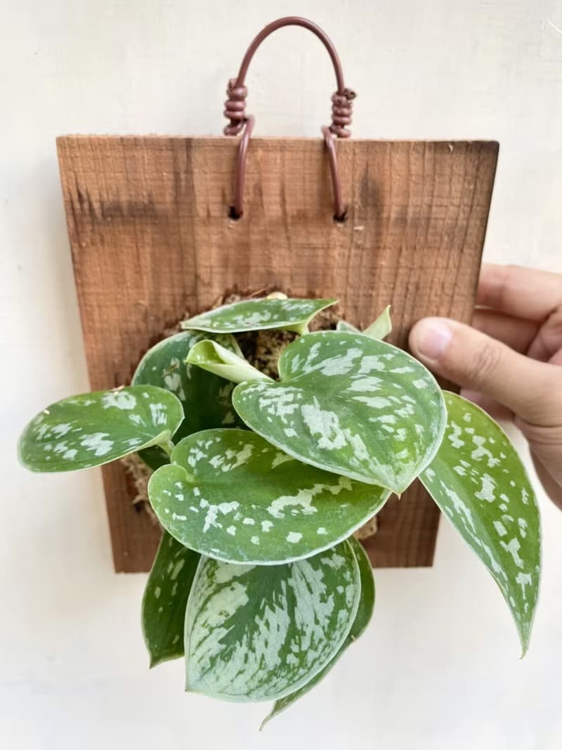 【星點藤】 交換禮物  植物上板 上板植物 觀葉植物 生日禮物