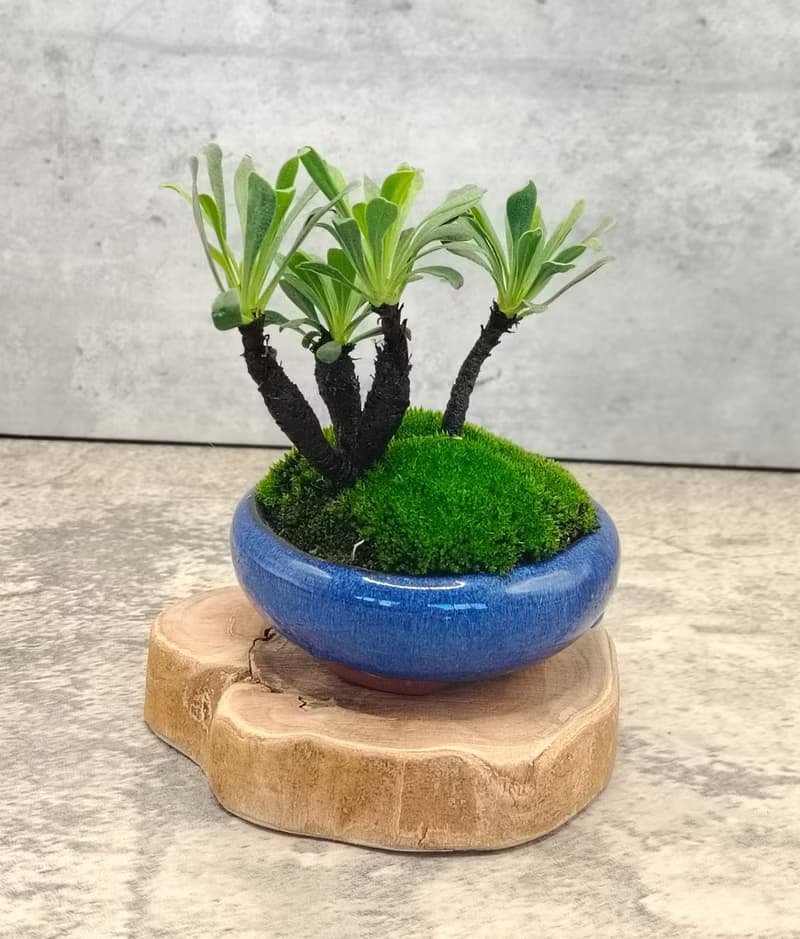 迷你盆栽陶盆烏芙蓉