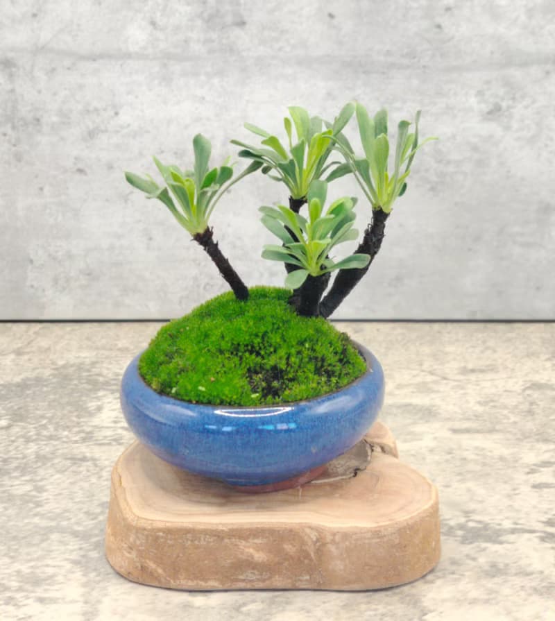 迷你盆栽陶盆烏芙蓉