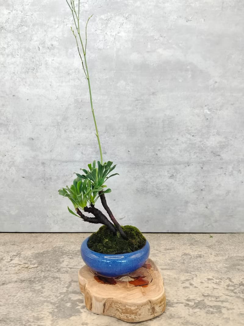 迷你盆栽陶盆烏芙蓉