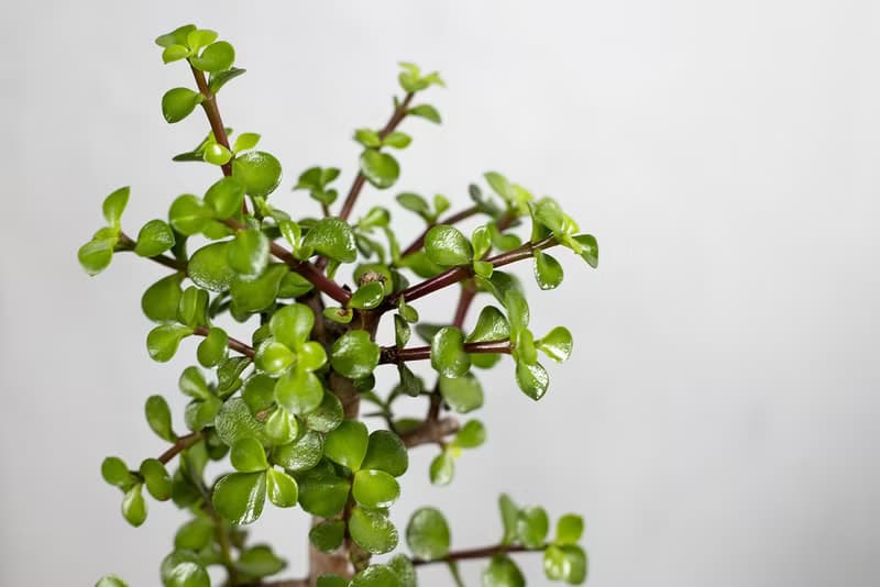 【室內盆栽】銀杏木盆栽 小型盆栽  觀葉植物 發財樹 植栽 幸運樹