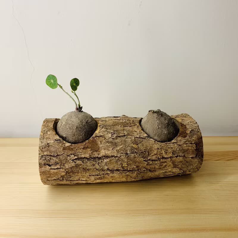 北歐 自然風 聖誕禮物 空氣鳳梨 多肉植物 台灣樟木雙孔花盆