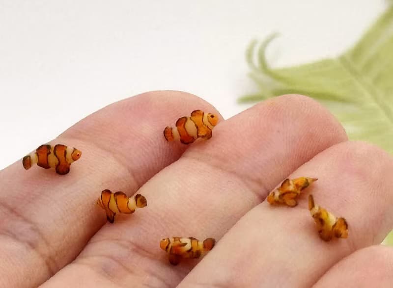 手工黏土 迷你  微縮 小丑魚 撈魚袋 療癒小物