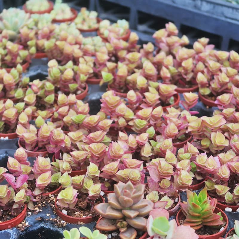 【荳荳多肉】【多肉1吋隨機出貨5顆】喬遷│送禮│多肉植物