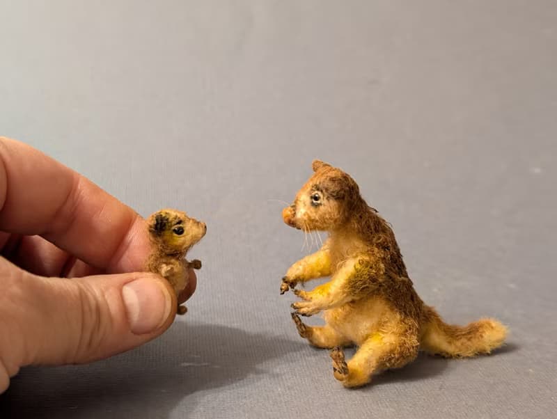 A family of tree-kangaroos. 7cm + 2,8 cm