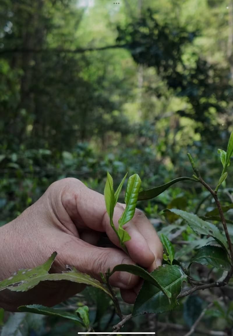自慢堂 浮梁 特級古樹/古樹春尖 紅茶
