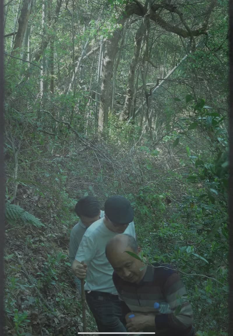 自慢堂 浮梁 特級古樹/古樹春尖 紅茶