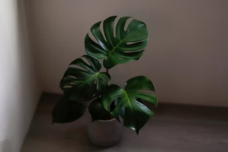 【室內盆栽】龜背芋 開幕盆栽 升遷送禮 開幕送禮 喬遷 發財樹