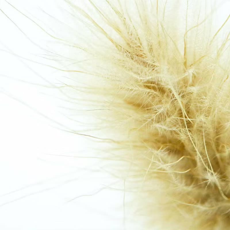 Sola cube 兔尾草立方塊_堅強而柔軟