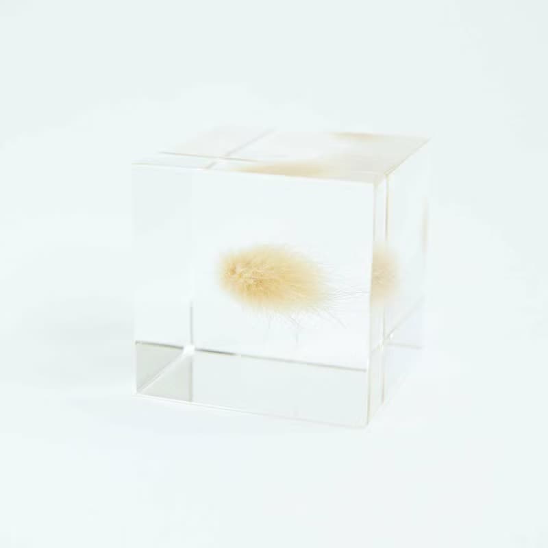 Sola cube 兔尾草立方塊_堅強而柔軟