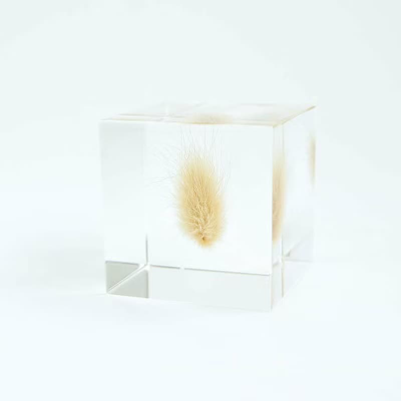 Sola cube 兔尾草立方塊_堅強而柔軟