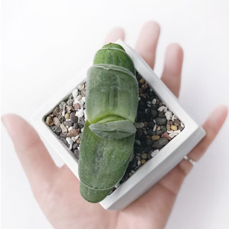 (預購) 白灰漸層系列 | 子寶錦 錦砂子寶 方形漸層水泥多肉植栽