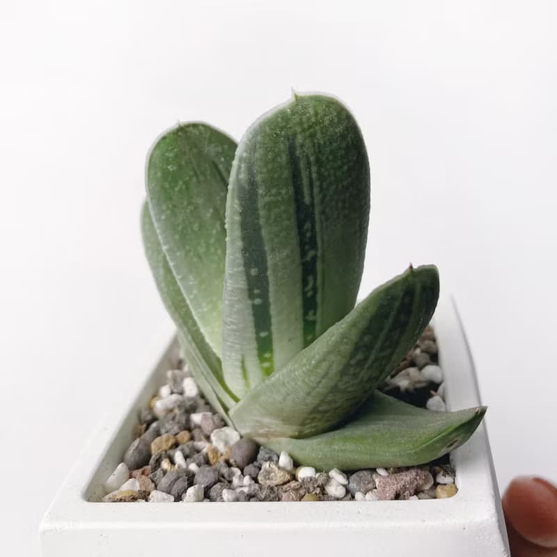 (預購) 白灰漸層系列 | 子寶錦 錦砂子寶 方形漸層水泥多肉植栽