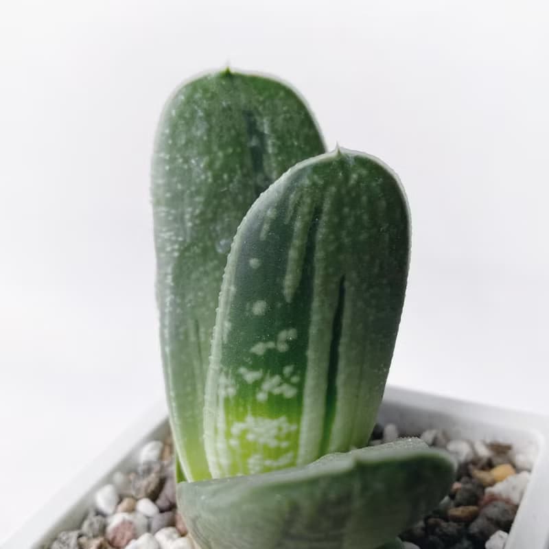 (預購) 白灰漸層系列 | 子寶錦 錦砂子寶 方形漸層水泥多肉植栽