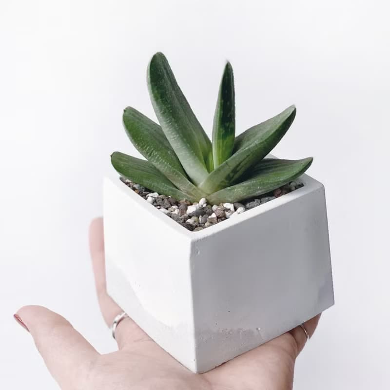 (預購) 白灰漸層系列 | 子寶錦 錦砂子寶 方形漸層水泥多肉植栽