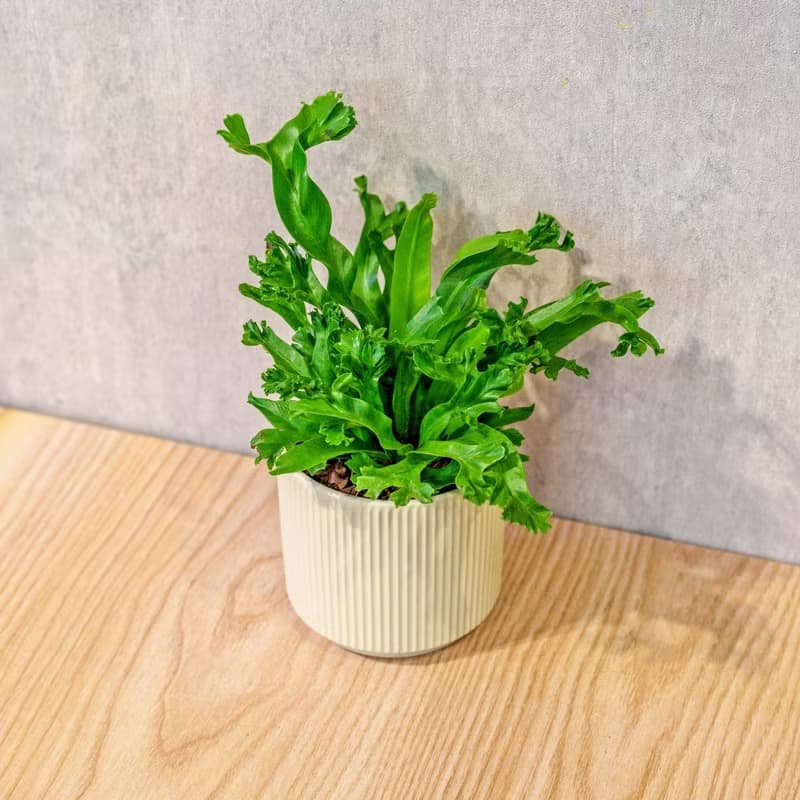鹿角山蘇 莫蘭迪色系直紋陶盆 室內植物 觀葉植物 禮物 盆栽 交換