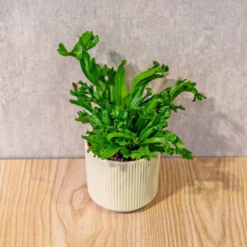鹿角山蘇 莫蘭迪色系直紋陶盆 室內植物 觀葉植物 禮物 盆栽 交換