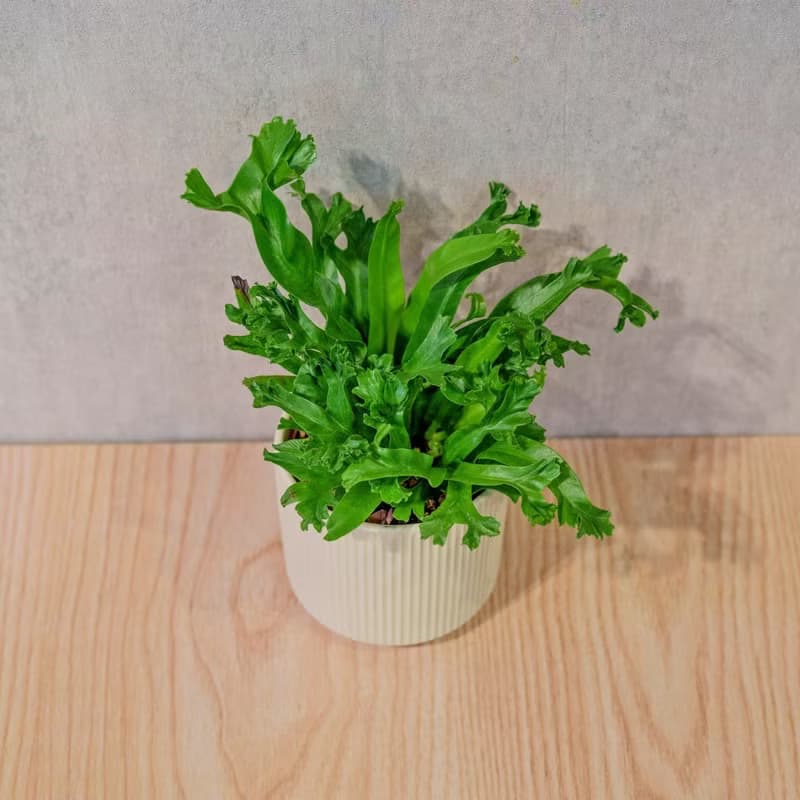 鹿角山蘇 莫蘭迪色系直紋陶盆 室內植物 觀葉植物 禮物 盆栽 交換