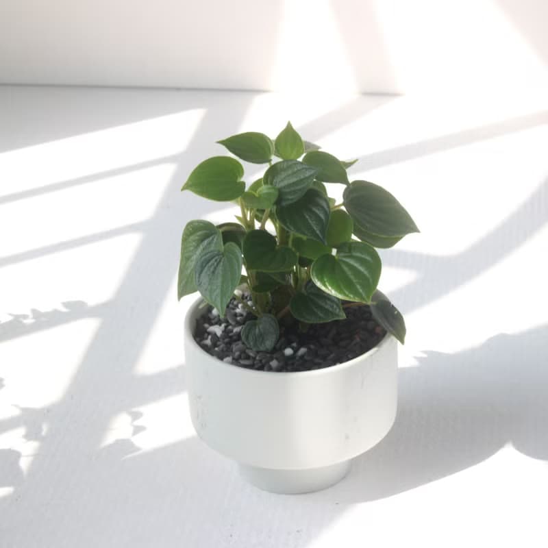 植栽 盆栽 l 心葉椒草 啞光燭台陶器  滿滿心型葉片 室內植物