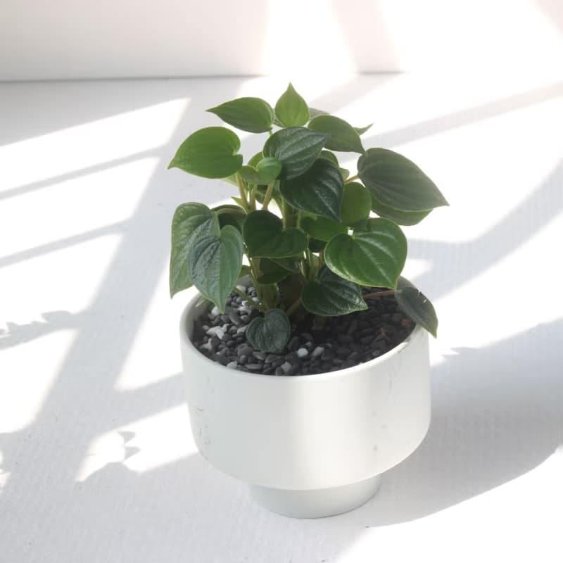 植栽 盆栽 l 心葉椒草 啞光燭台陶器  滿滿心型葉片 室內植物