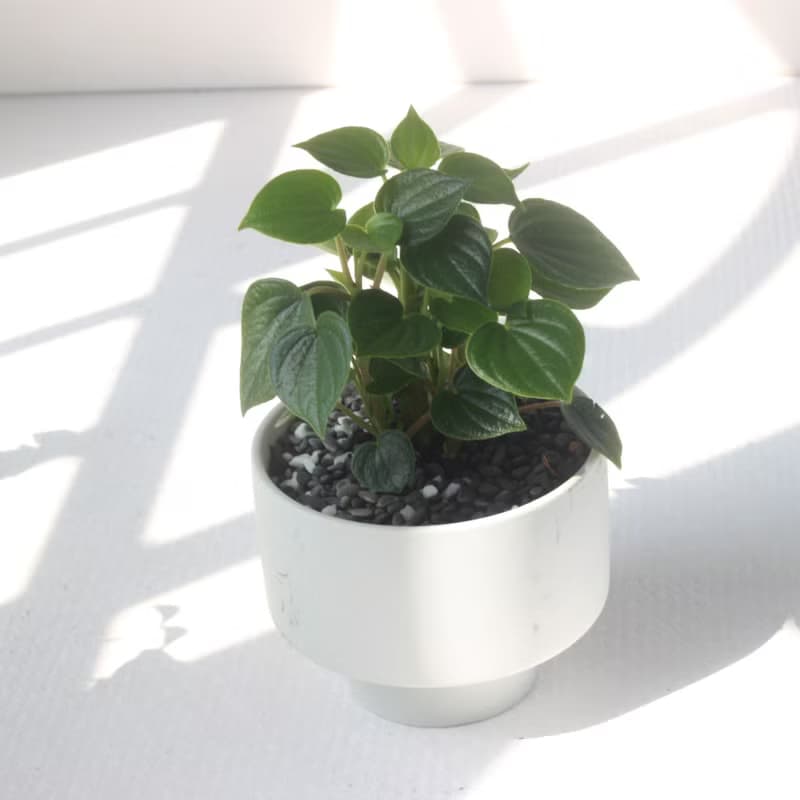 植栽 盆栽 l 心葉椒草 啞光燭台陶器  滿滿心型葉片 室內植物