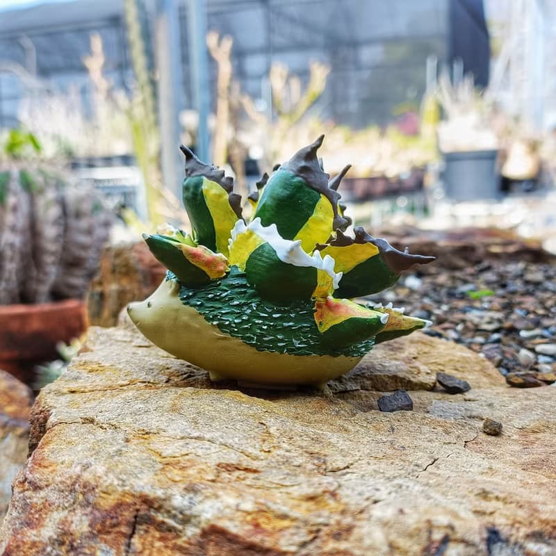暴牙嚴龍刺蝟