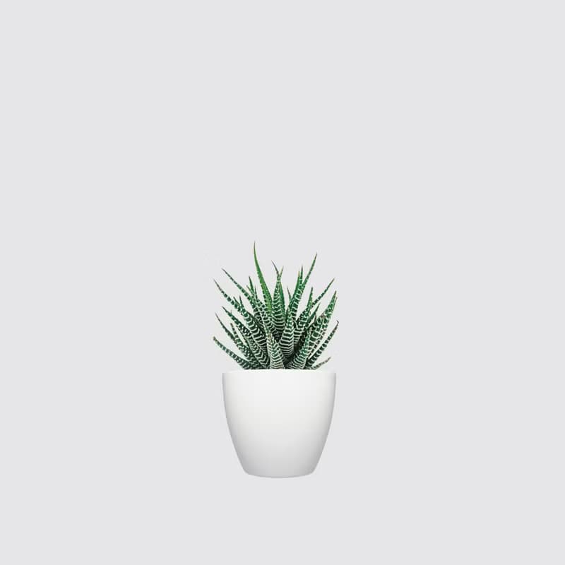 │ 犀力系列 │ 十二支卷 - 多肉植物 水耕植物 懶人盆栽