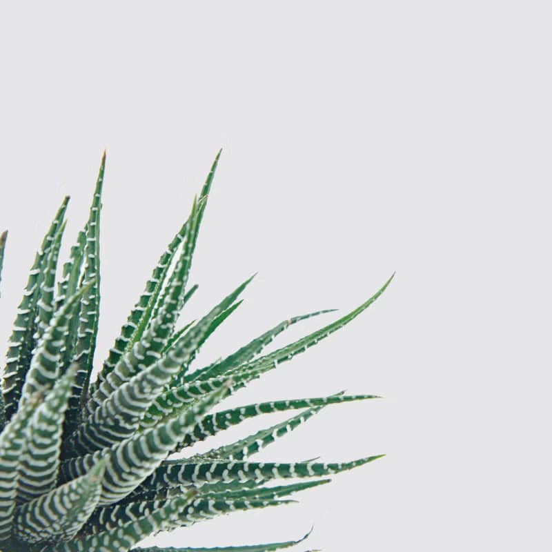 │ 犀力系列 │ 十二支卷 - 多肉植物 水耕植物 懶人盆栽