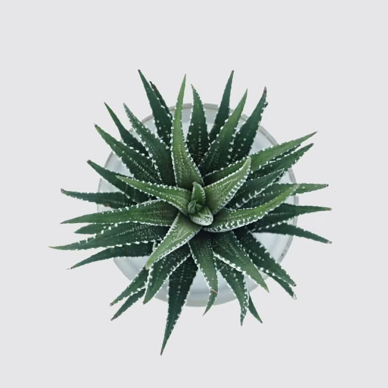 │ 犀力系列 │ 十二支卷 - 多肉植物 水耕植物 懶人盆栽