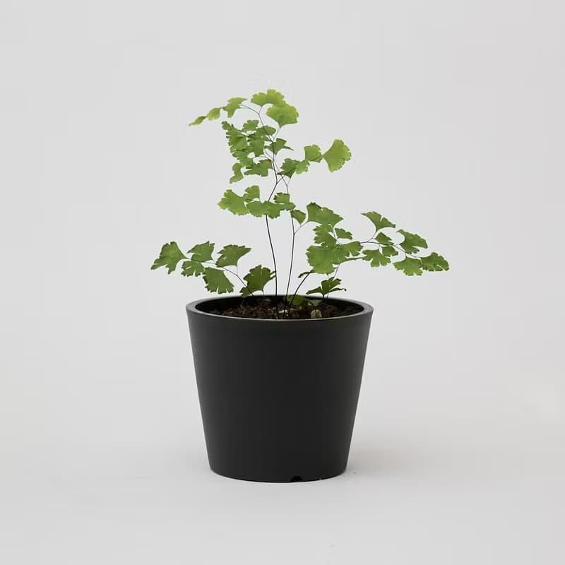 鐵線蕨 | 少女的髮絲 室內植栽 盆栽