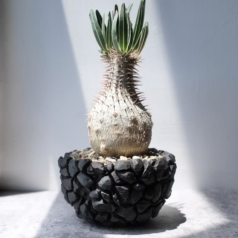 CBP007植木鉢 原創設計/3D列印/多肉塊根植物/盆器盆栽/送禮