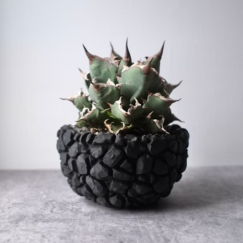 CBP007植木鉢 原創設計/3D列印/多肉塊根植物/盆器盆栽/送禮