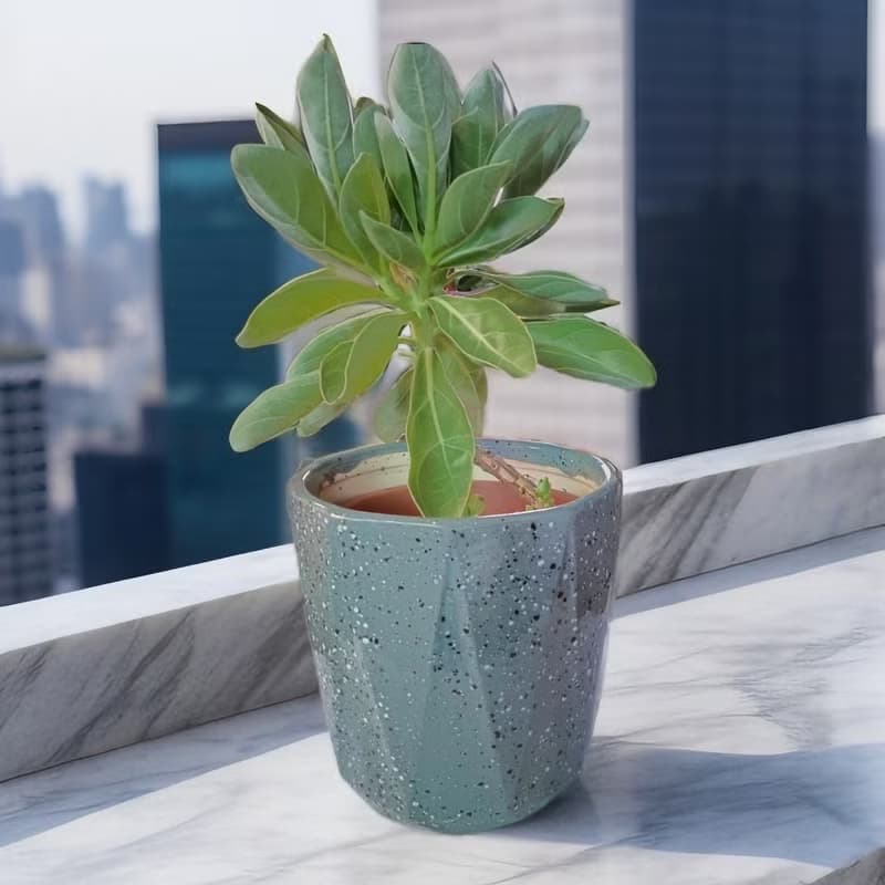 居家/店面擺設首選 白水木盆栽 開幕送禮 簡約植物 室內外