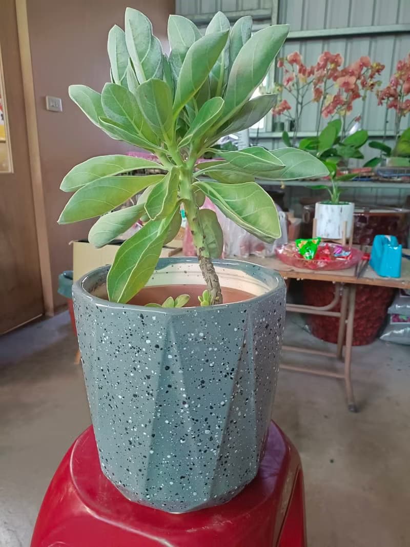 居家/店面擺設首選 白水木盆栽 開幕送禮 簡約植物 室內外