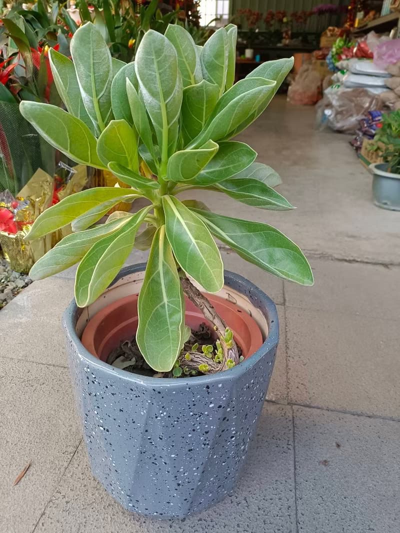 居家/店面擺設首選 白水木盆栽 開幕送禮 簡約植物 室內外