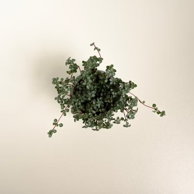 灰綠冷水花│泥作系列│福所栽