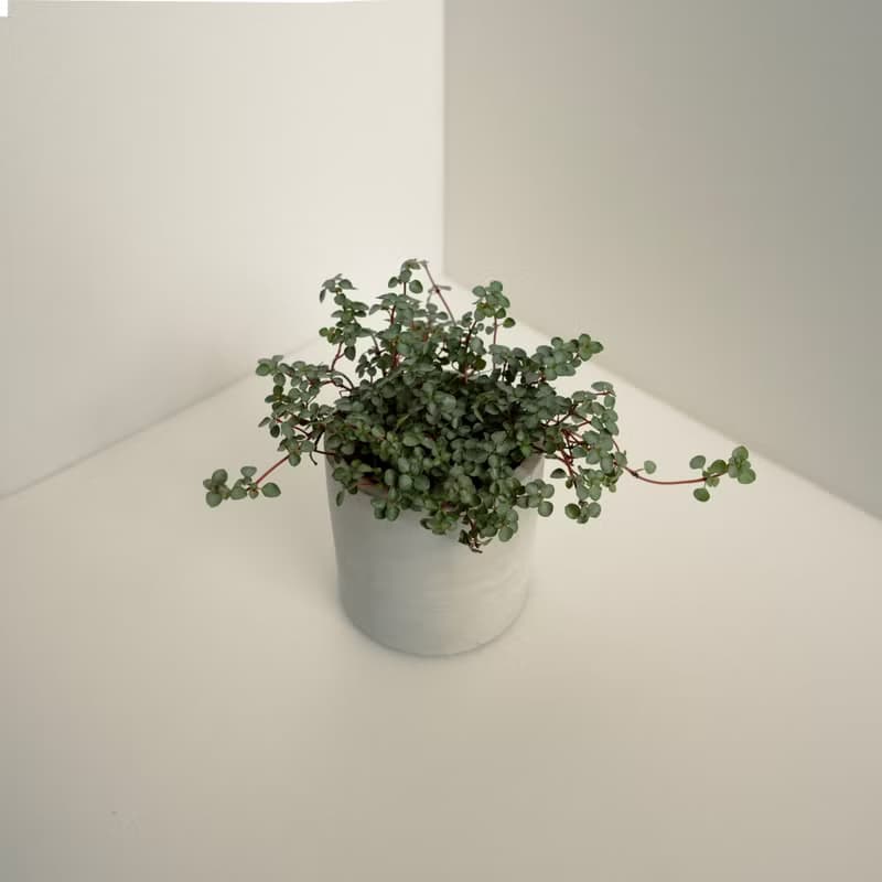 灰綠冷水花│泥作系列│福所栽