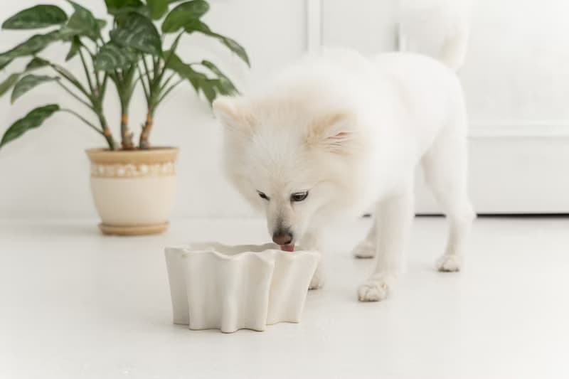 Ameba pet bowl  ペットボウル　食器スタンド　小型犬　中型犬　ネコ　陶器