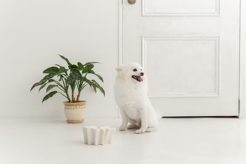 Ameba pet bowl  ペットボウル　食器スタンド　小型犬　中型犬　ネコ　陶器